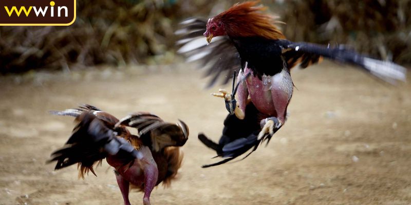 Các cửa cược đá gà Campuchia