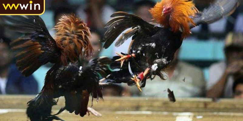 Diễn biến nhanh chóng