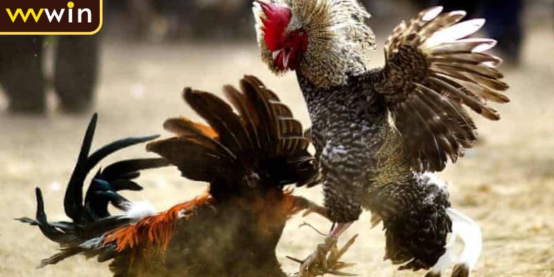 Luật chơi đá gà Campuchia