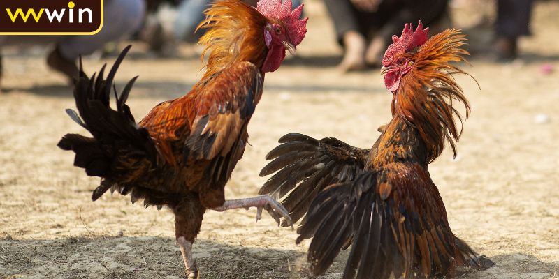 Tính năng chat thú vị